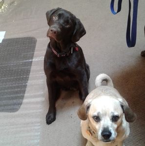 Meet your Posher, Tracy